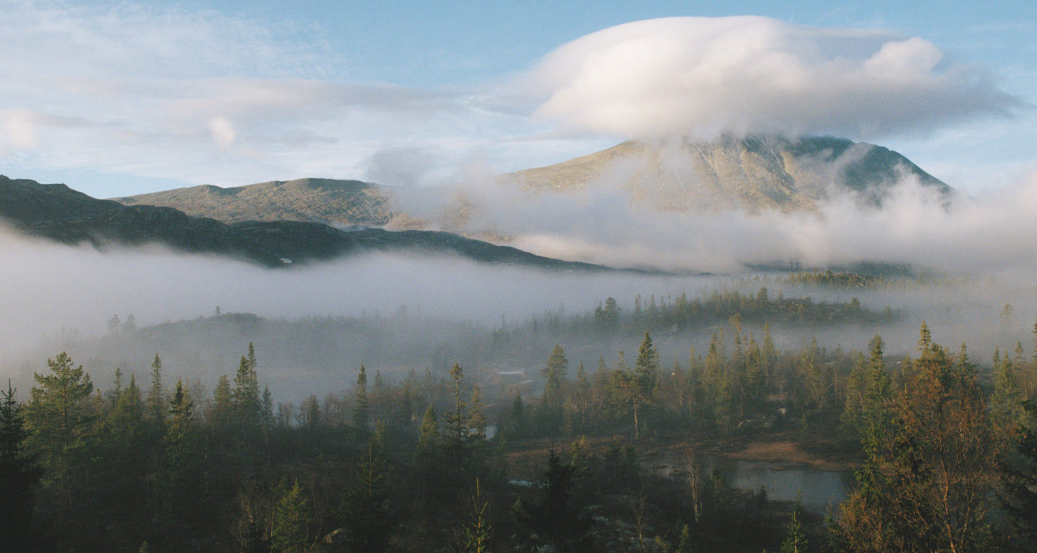 Nyheter fra Face Formula